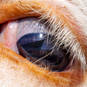 Tiroler Festspiele Erl