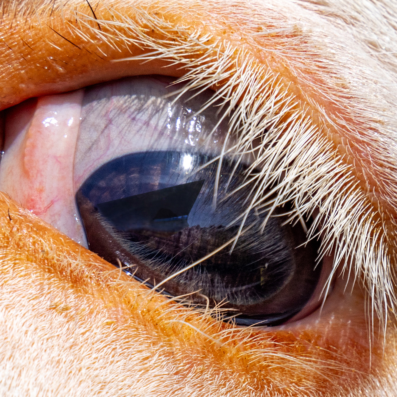 Jonas Kaufmann, Irene Roberts, Julia Muzychenko, Aigul Akhmetshina, Pretty Yende, & Luca Salsi Highlight Tiroler Festspiele Erl’s 2026-27 Season