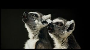 Singing lemurs